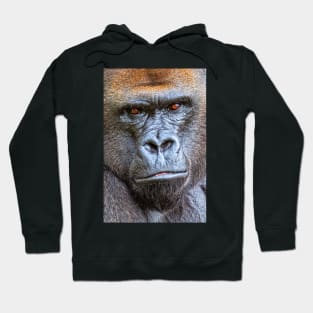 Western Lowland Gorilla Close Up Hoodie